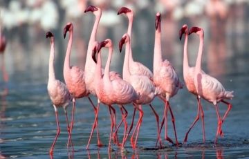 Magical 8 Days 7 Nights Pangot, Saattal, Corbett with Kathgodam Trip Package