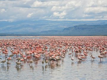 Pleasurable 15 Days Lake Baringo Nature Holiday Package