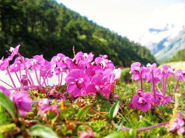 Beautiful 4 Days 3 Nights Darjeeling Honeymoon Tour Package