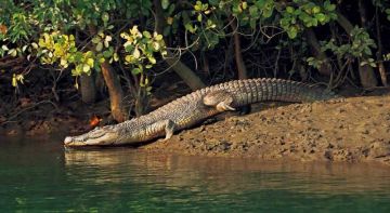 Experience 5 Days 4 Nights Kolkata and Sunderban Offbeat Holiday Package