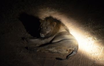 Best 3 Days 2 Nights Johannesburg South Wildlife Holiday Package Best 3 Days 2 Nights Johannesburg South Wildlife Holiday Package