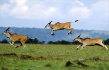 Beautiful 9 Days 8 Nights Nairobi Wildlife Vacation Package