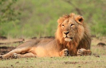 10 Days 9 Nights Somnath Forest Tour Package