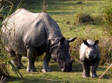 Ecstatic 4 Days 3 Nights Kaziranga National Park Trip Package