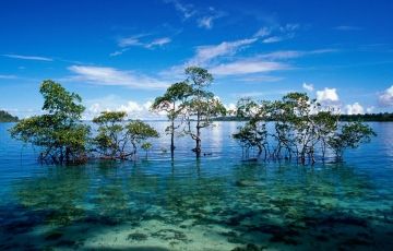 Best 4 Days 3 Nights NorthBay Honeymoon Vacation Package