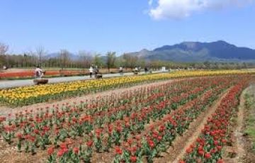 Central Japan with Fast Course 20 PAX & Above