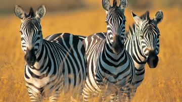 Amazing 10 Days Zanzibar City Family Holiday Package