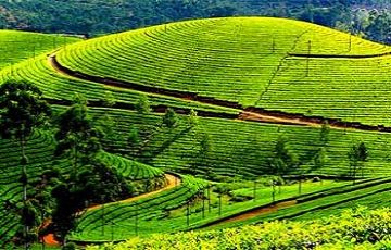 Amazing 4 Days Munnar, Alleppey and Kochi Friends Trip Package
