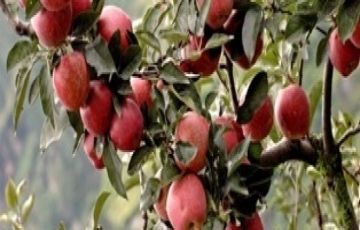 Ecstatic 5 Days 4 Nights Shimla Holiday Package