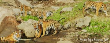 Magical 2 Days 1 Night MP Nature Tour Package