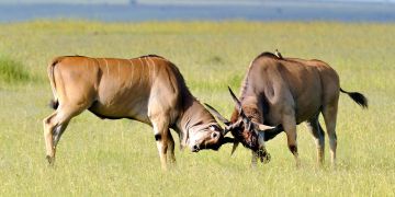 11 Days Nairobi, Samburu, Masai Mara with Amboseli Nature Vacation Package