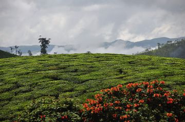 Magical 3 Days Kochi to Munnar Family Vacation Package