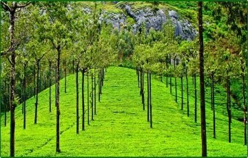 Amazing 4 Days 3 Nights Cochin Hill Stations Holiday Package