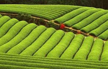 Best 5 Days 4 Nights Alleppey Trip Package