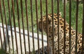 Magical 8 Days 7 Nights KUFRI ZOO, ADVANCE STUDY, GREEN VALLEY with SANKAT MORCHEN Water Activities Vacation Package