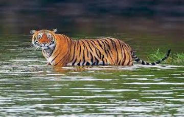 Beautiful 4 Days Ranthambore National Park, Rajasthan to Ranthambhore Fort Offbeat Vacation Package