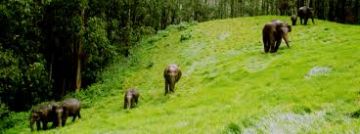Memorable 3 Days Munnar Lake Holiday Package