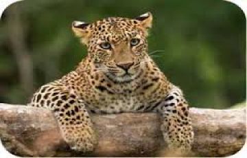 7 Days 6 Nights Jabalpur, Kanha Park, Bandhvgarh Park with Panna Offbeat Trip Package