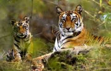 India Tiger tours
