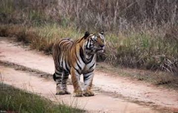 7 Days 6 Nights Jabalpur, Kanha Park, Bandhvgarh Park with Panna Offbeat Trip Package