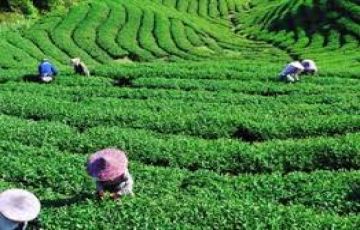 Cheap Ooty tour packages for couple 03 nights / 04 days