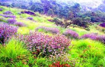 Memorable 3 Days Munnar Lake Holiday Package