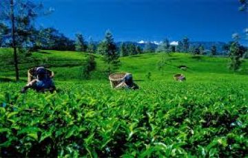 4 Days Kandy, Colombo and Nuwara Eliya Romance Holiday Package