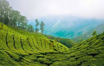 Munnar with Alleppey Tour Package from Kochi