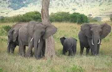 Memorable 4 Days Nairobi to Kenya Holiday Package