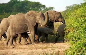 Pleasurable 10 Days Arusha to Manyara National Park Vacation Package