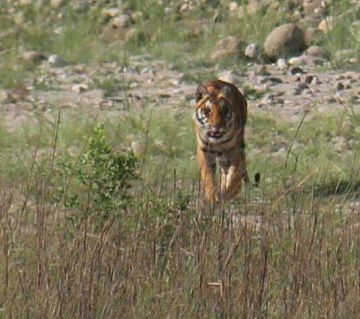 3 Days 2 Nights Delhi to Rishikesh Wildlife Trip Package