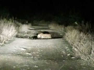 3 Days 2 Nights Delhi to Rishikesh Wildlife Trip Package