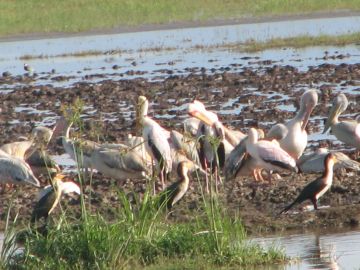 Experience 5 Days 4 Nights Nairobi, Samburu with Masai Mara Wildlife Holiday Package Experience 5 Days 4 Nights Nairobi, Samburu with Masai Mara Wildlife Holiday Package