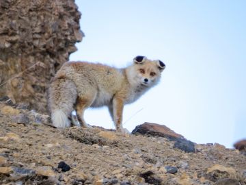 Amazing 10 Days Narkand, Sangla, Chitkul with Nako Tour Package