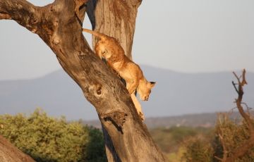 Ecstatic 5 Days 4 Nights Manyara Nature Holiday Package