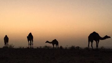 Pleasurable Ranakpur Tour Package for 3 Days 2 Nights