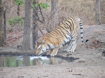 Best 3 Days Nagpur to Tadoba Fv Wildlife Holiday Package