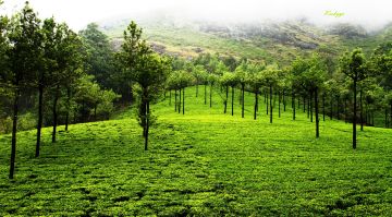 5 Days 4 Nights Kochi to Munnar Holiday Package by The Trip India