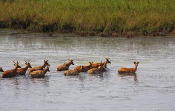 Experience 4 Days 3 Nights Sravasti and Katarneya Ghat Range Vacation Package