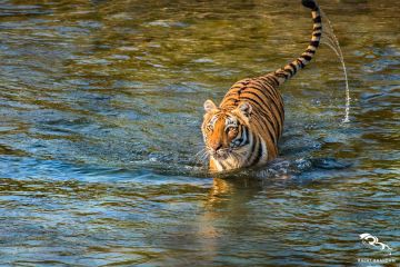 Pleasurable 3 Days JIM CORBETT to JIM CORBETT Trip Package