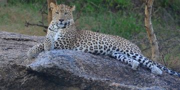 Heart-warming 16 Days Jawai Bandh Vacation Package