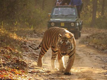 Amazing 3 Days 2 Nights JIM CORBETT Offbeat Vacation Package
