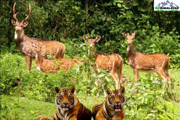 4 Days Nainital and Jim Corbett National Park Offbeat Holiday Package