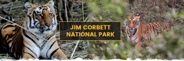 Magical 3 Days Jim Corbett and National Park Trip Package
