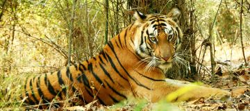 FEEL THE WILD  - JIM CORBETT - 1 NIGHT / 2 DAYS