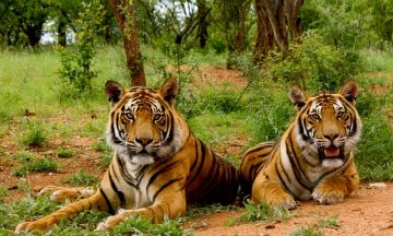 Pleasurable 3 Days JIM CORBETT to JIM CORBETT Trip Package