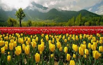 Ecstatic Kashmir Romantic Tour Package for 5 Days 4 Nights from Srinagar