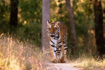 Beautiful 6 Days 5 Nights Kanha National Park Trip Package