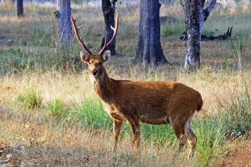 3 Days Kanha National Park Nature Vacation Package