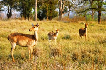 3 Days Kanha National Park Nature Vacation Package